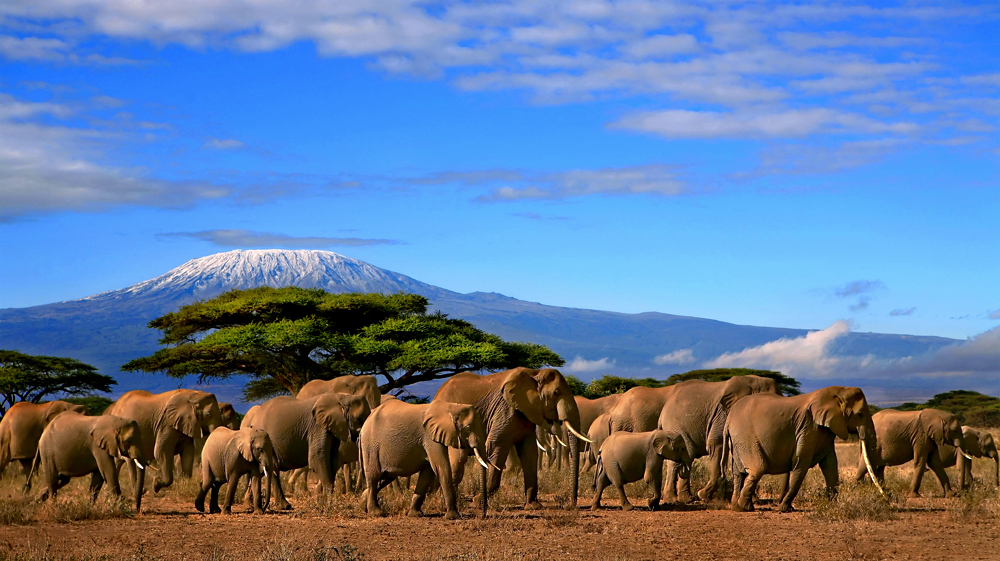Kilimanjaro